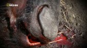 Секретные материалы природы. Убийцы из парка крюгера / Wild Case Files. Killers of the Kruger Park (2012) HDTVRip 
