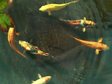 Koi Fish 3D [2011, ENG, RUS]