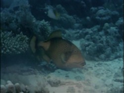Подводная одиссея команды Кусто: Коралловые джунгли / Underwater Odyssey of a command of Cousteau (1968 / DVDRip)