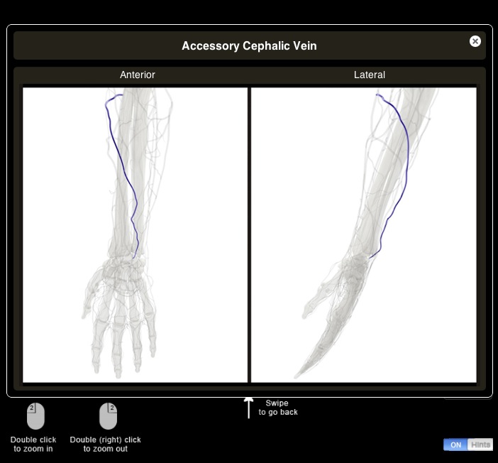 Elbow Pro III - анатомия рук человека (локоть)