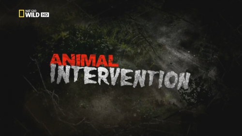    /     / Animal Intervention / : 6  6 (Jay Bienstock /  , Eugene Young /  ) [2012, , HDTV 1080i]