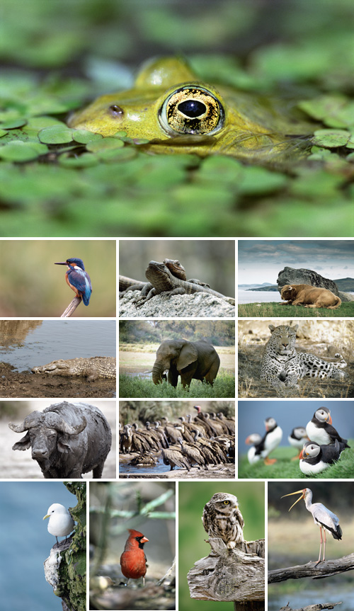 Stock X Pictures - Wildlife  Wonders