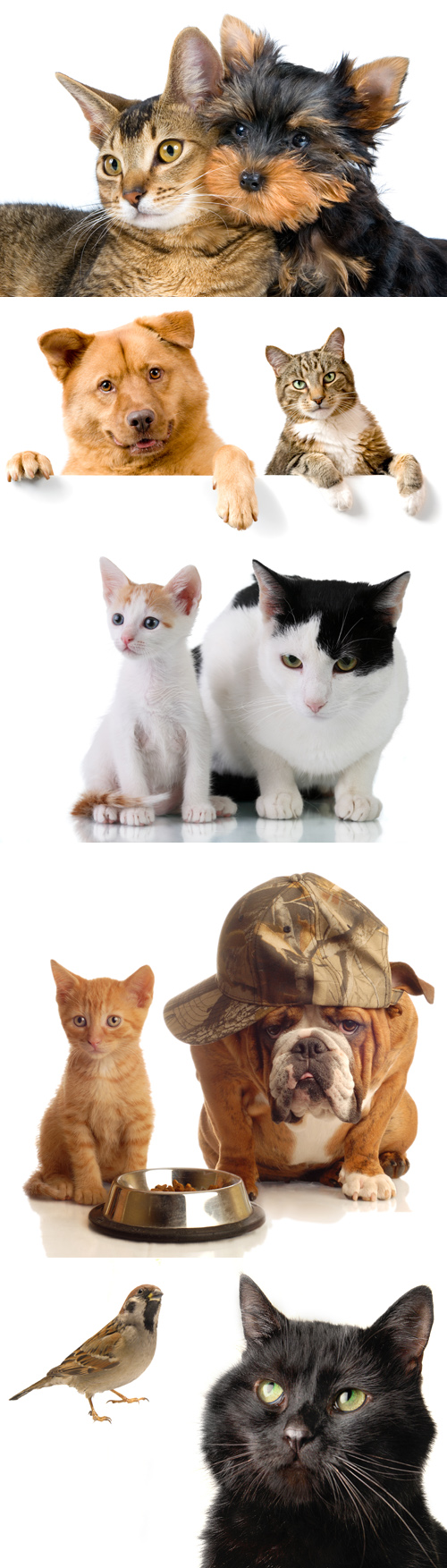 Stock Photos - Cats and Dogs