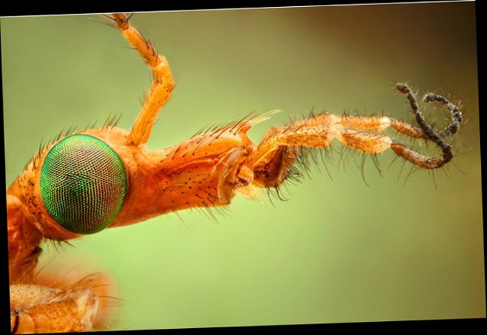 Фантастические фотографии насекомых