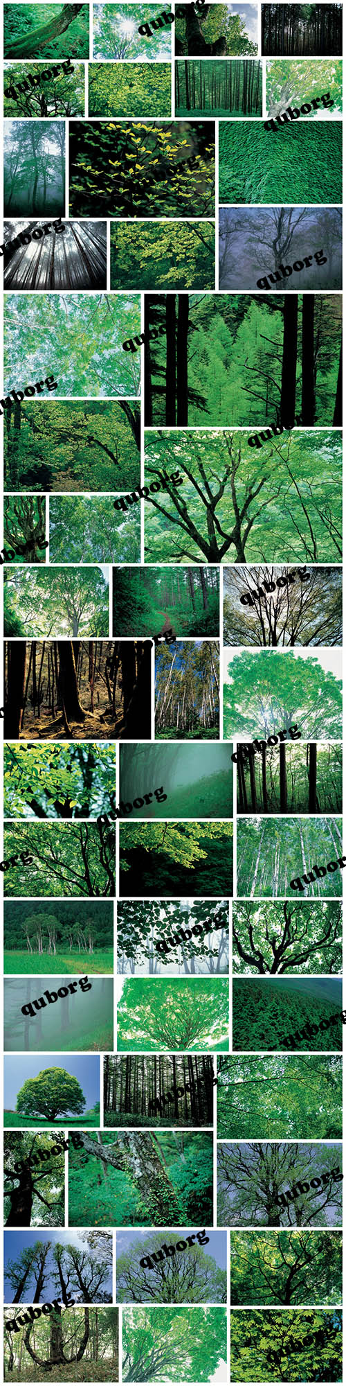 Stock Photos - Trees