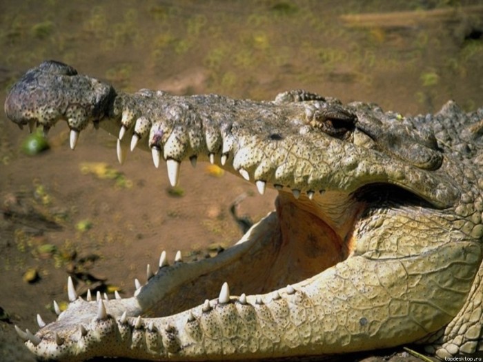 В Мире Животных - Крокодилы