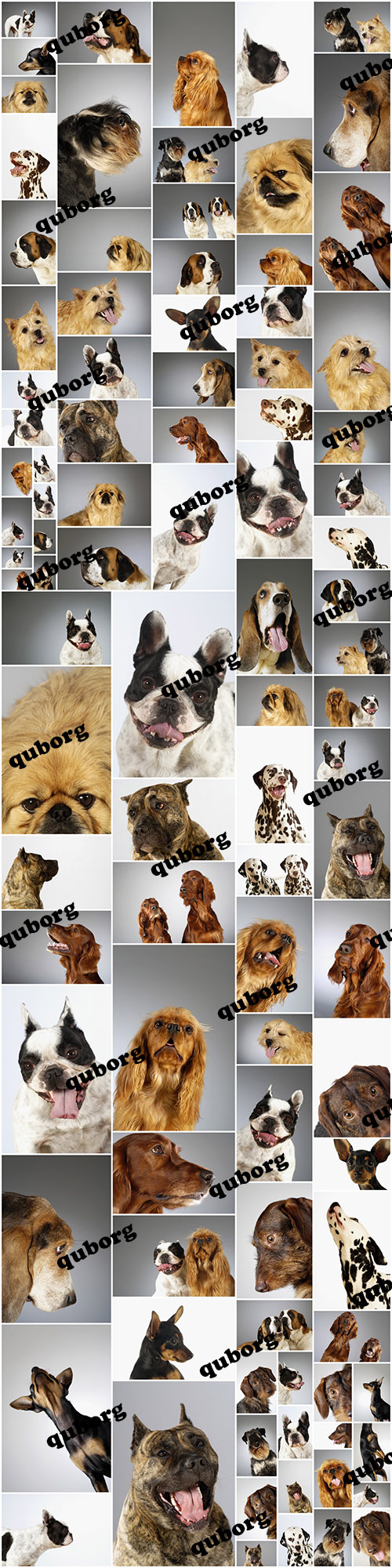 Stock Photos - Dog Emotions