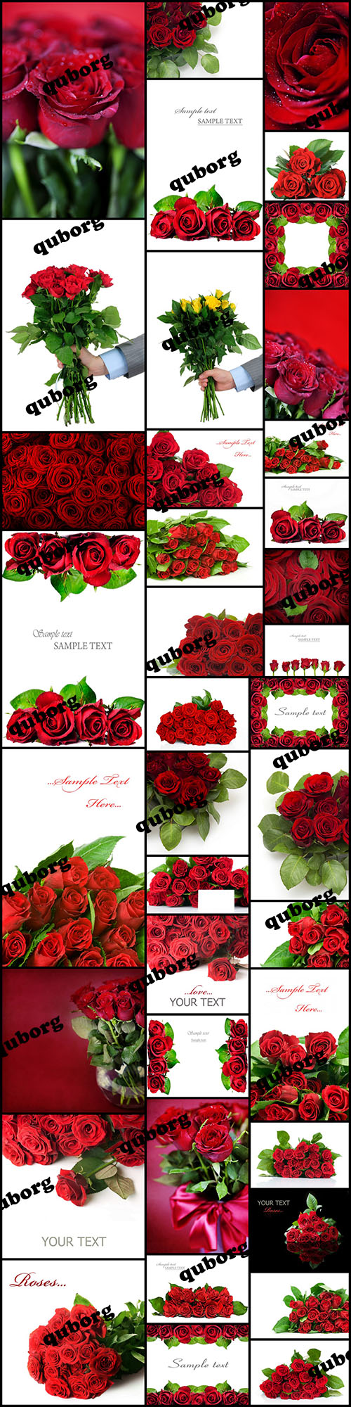 Stock Photos - Red Roses