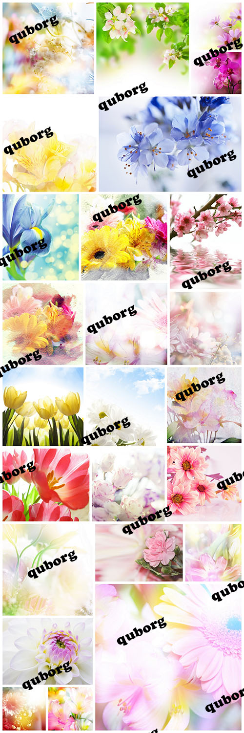Stock Photos - Beautiful Flowers Set