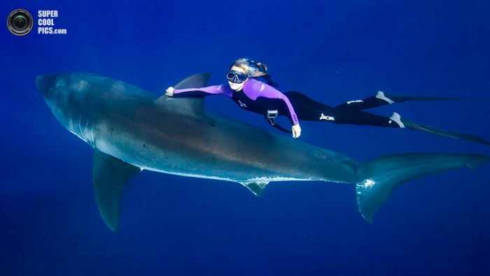 Фотомодель подружилась с акулами-людоедами