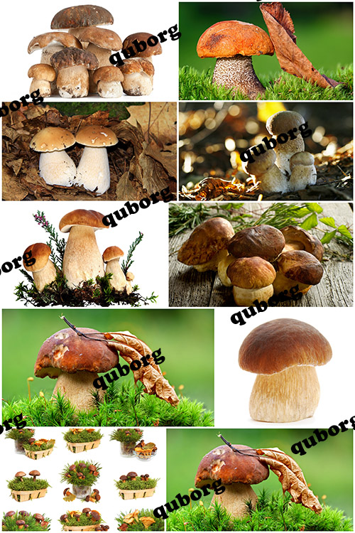 Stock Photos - Mushrooms