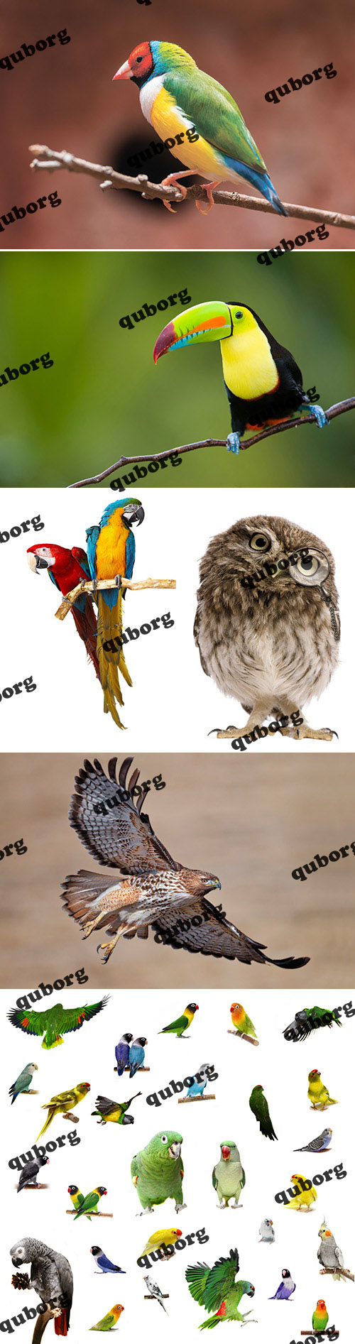 Stock Photos - Amazing Birds