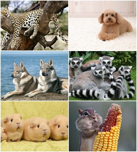 Сборник обоев с животными