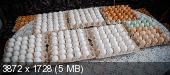 Продажа инкубационного яйца цветных бройлеров. Запись на сезон  2013 года(импорт) _c9ec76075325368484b8fabeef32aff0